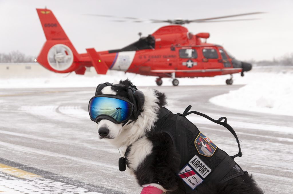 Aviation's Coolest working Dog: Tribute to K9 Piper 6506 snow
