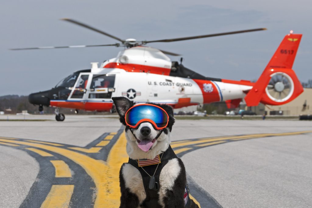 Aviation's Coolest working Dog: Tribute to K9 Piper | 6517 specs
