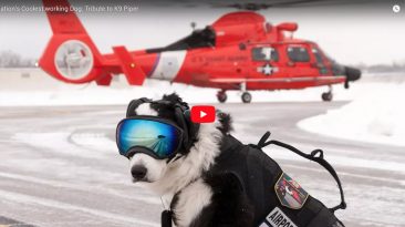Aviation's Coolest working Dog: Tribute to K9 Piper | Flight Chops